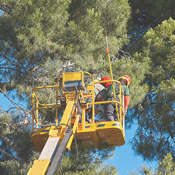 Service d'élagage d'arbre à Montréal, Laval, Rive-Sud, Rive-Nord, Laurentides et Lanaudière / Émondeur Montréal