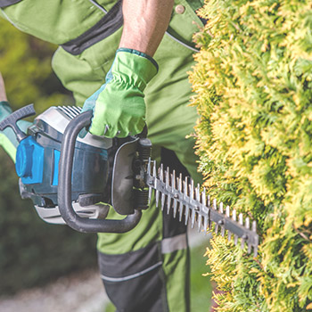 Service de taille de haie à Montréal, Laval, Rive-Sud, Rive-Nord, Laurentides et Lanaudière / Émondeur Montréal